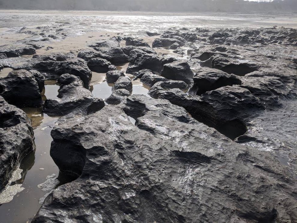 Peat sediment outcrop